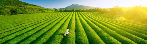 Aerial view of ecological tea garden