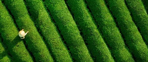 Aerial view of ecological tea garden