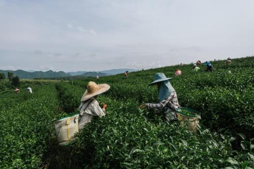 Asian group farmer working collecting tea leaves in the tea plantations