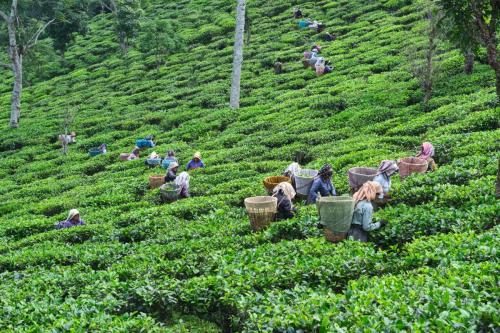 DARJEELING, INDIA, - June 23,2022 Harvesting, Rural women workers plucking tender tea shoots in gardens of Darjeeling, one of the best quality tea in the world, India