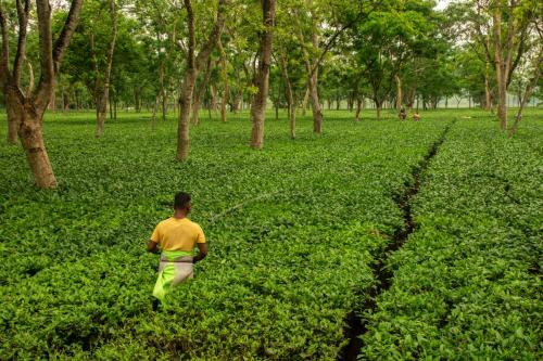6th April, 2022, Dhupjhora, West Bengal, India: A tea garden worker plucking tea leaves at Dooars West Bengal.