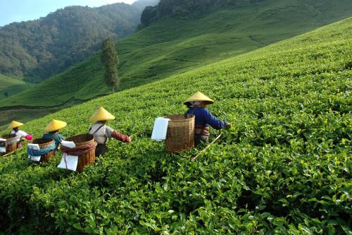 tea plantation